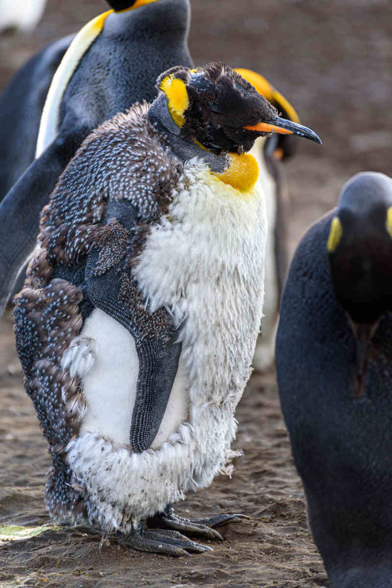 Pingüino Rey - islas Georgias del Sur 045.jpg